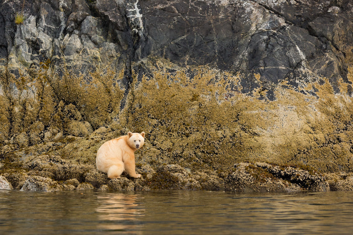 Andebjörn, Spirit bear, Ursus americanus kermodei