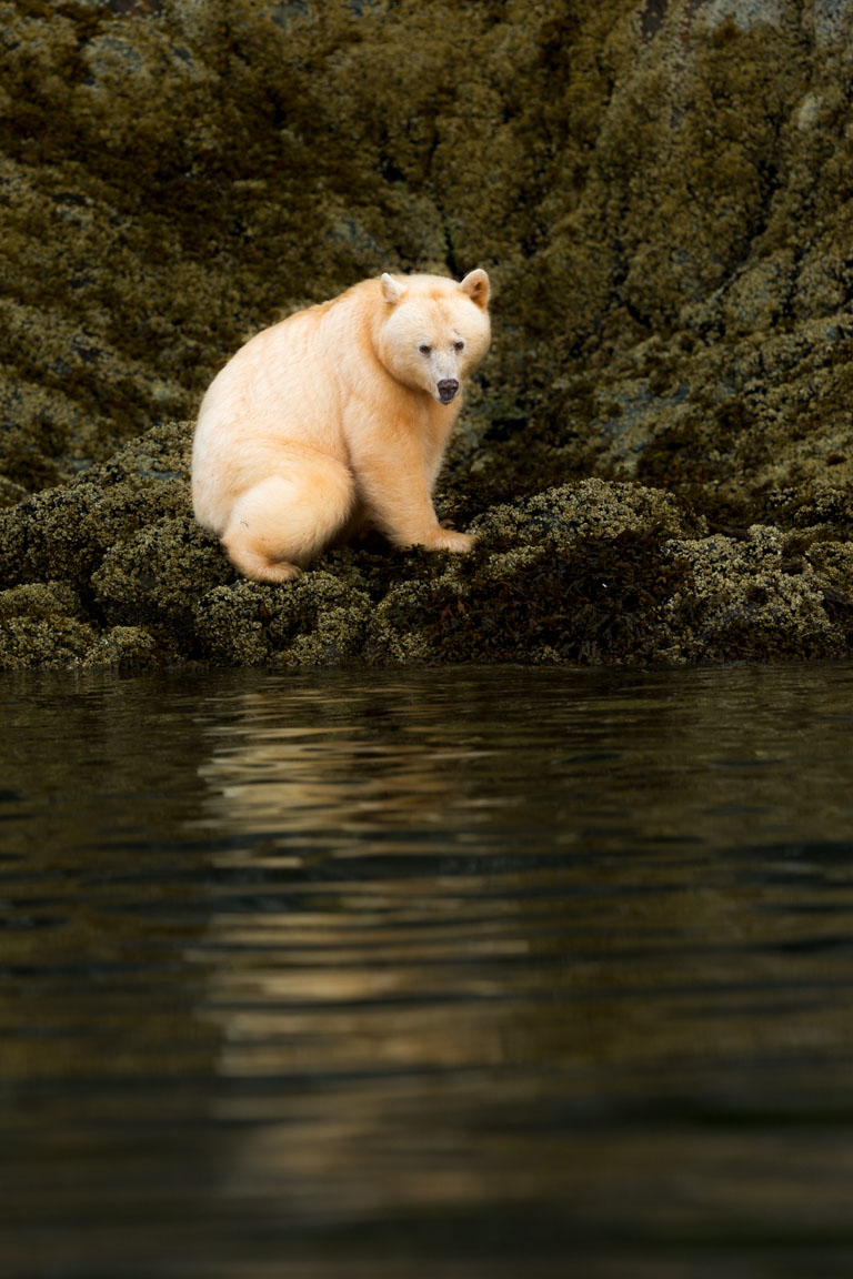 Andebjörn, Spirit bear, Ursus americanus kermodei