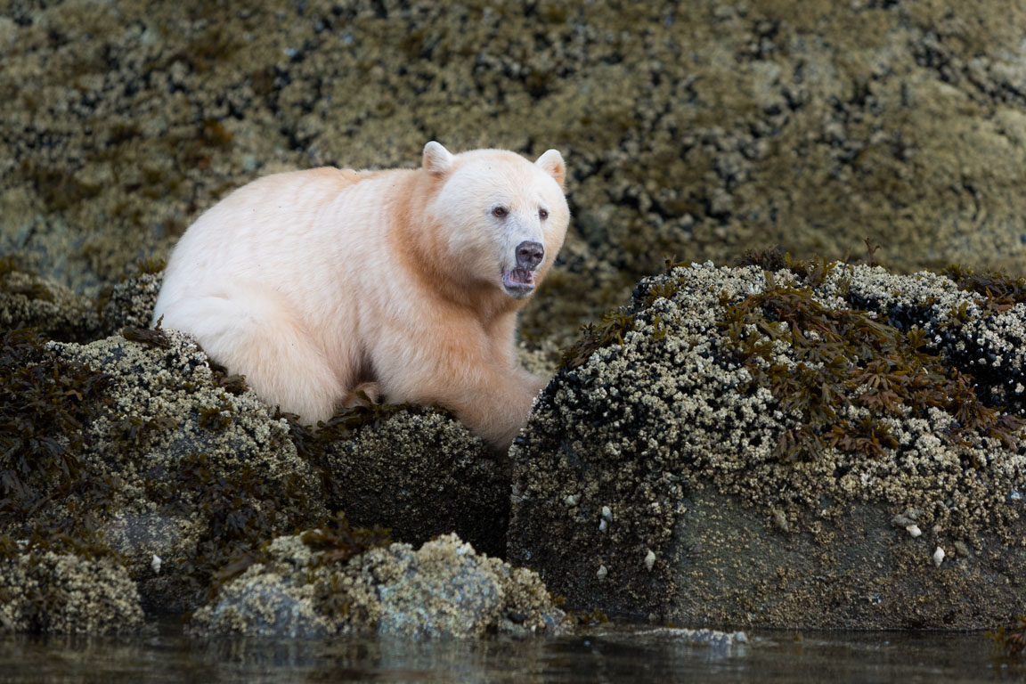 Andebjörn, Spirit bear, Ursus americanus kermodei