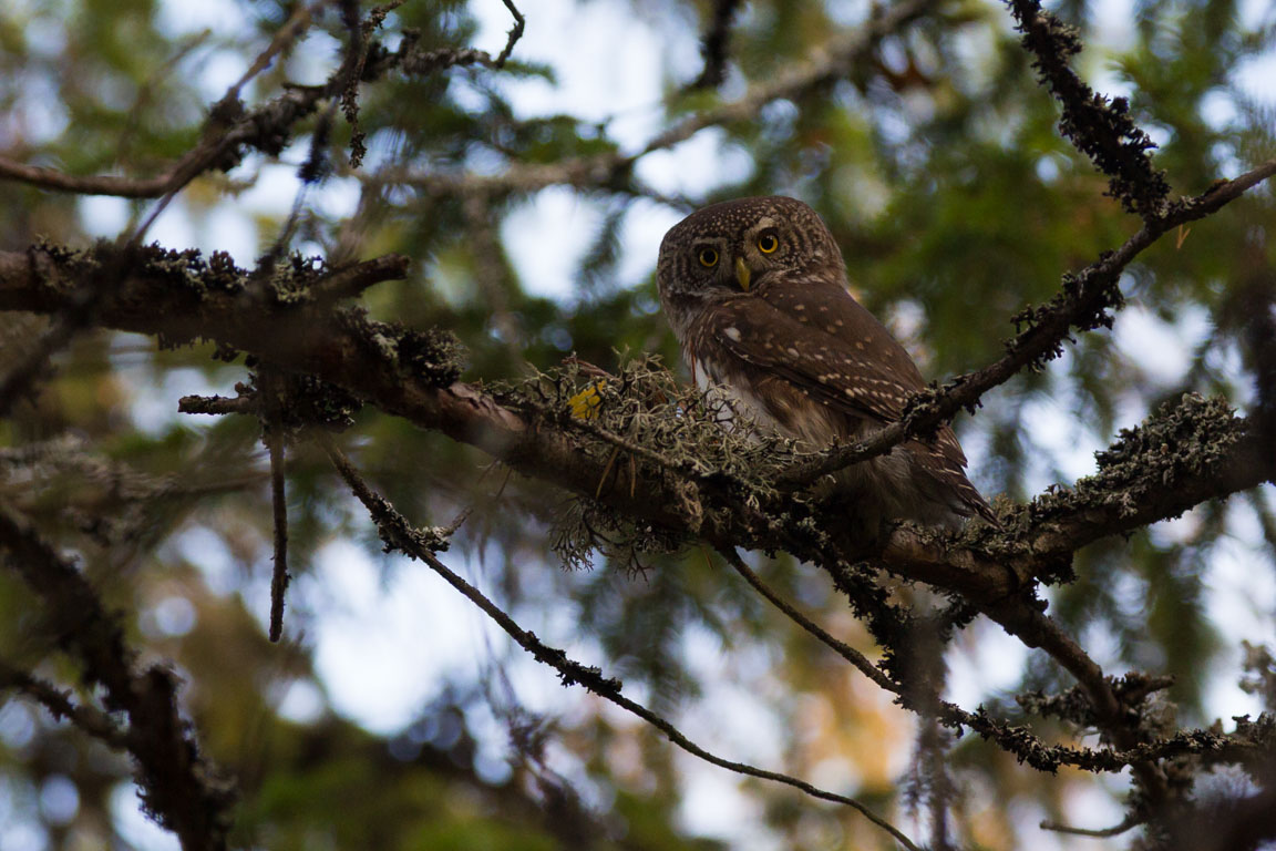 Sparvuggla, Eurasian Pygmy Owl, Glaucidium passerinum