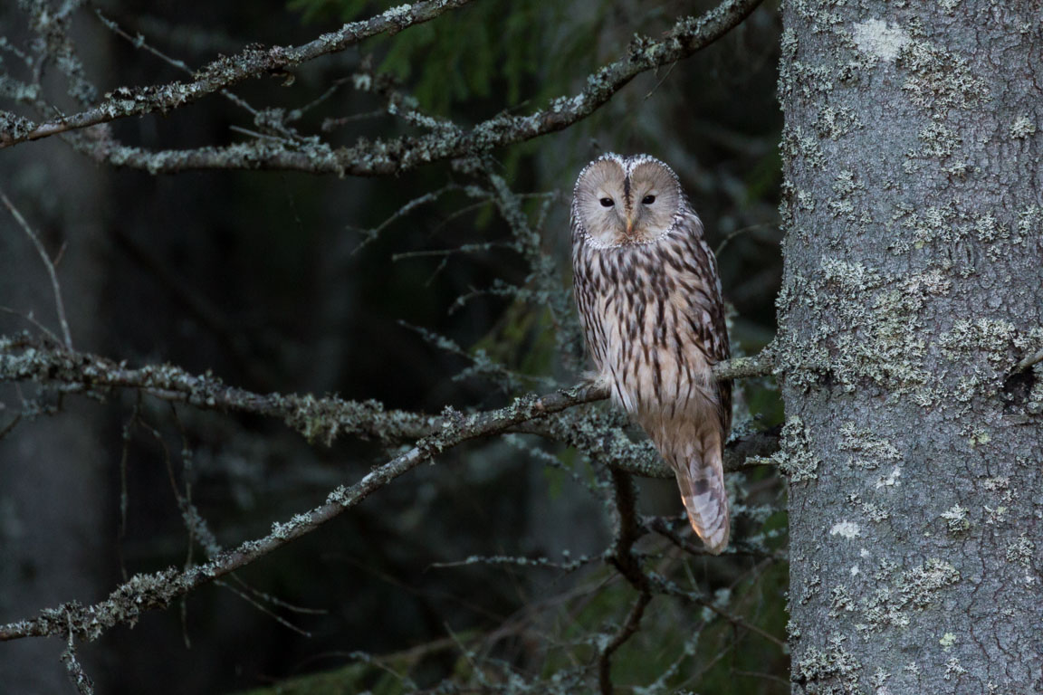 Slaguggla, Ural Owl, Strix uralensis