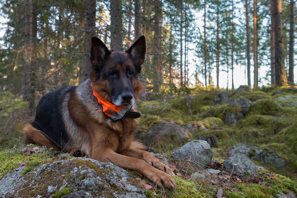 Världens finaste Ozzy