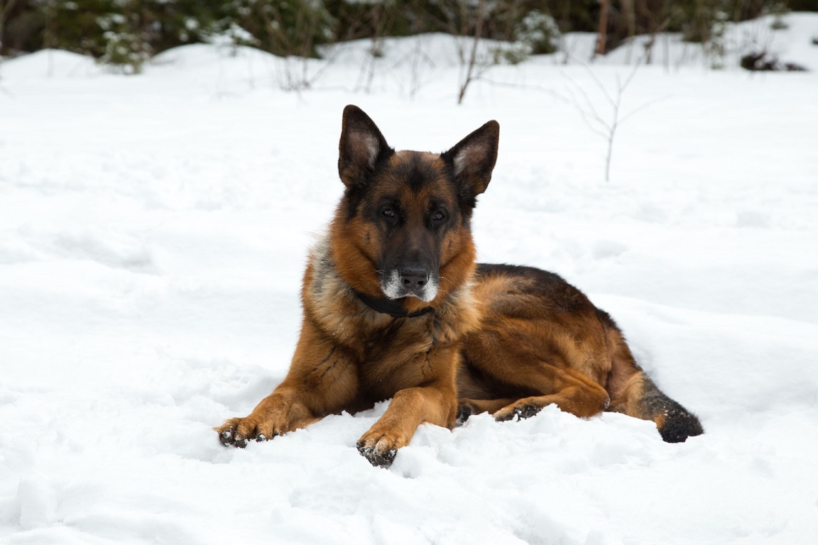 Snöälskaren