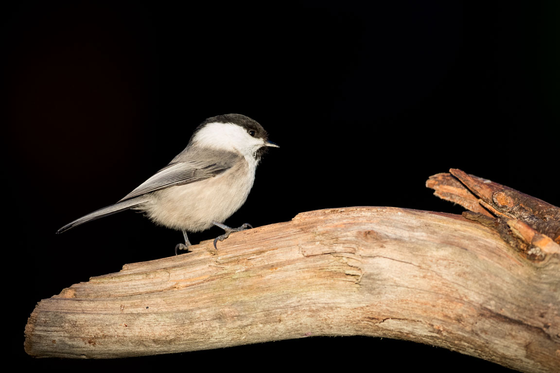 Talltita, Willow tit, Poecile montanus