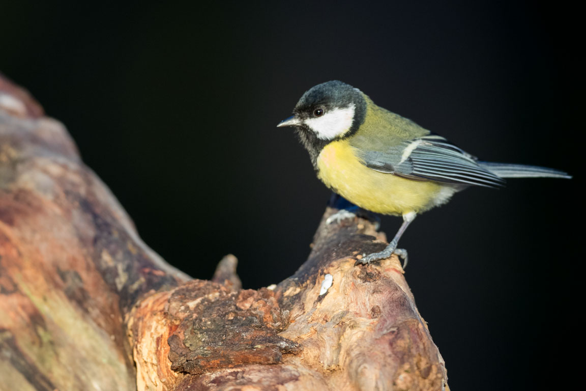 Talgoxe, Great tit, Parus major