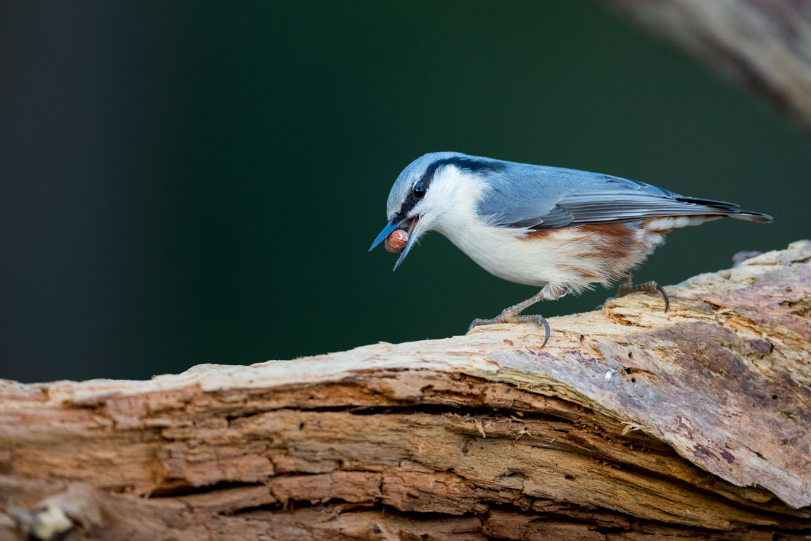 Nötväcka, Eurasian Nuthatch, Sitta europaea