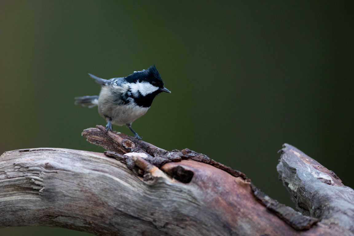 Svartmes, Coal tit, Periparus ater