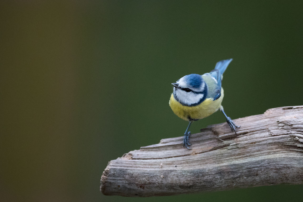 Blåmes, Blue Tit, Parus caeruleus