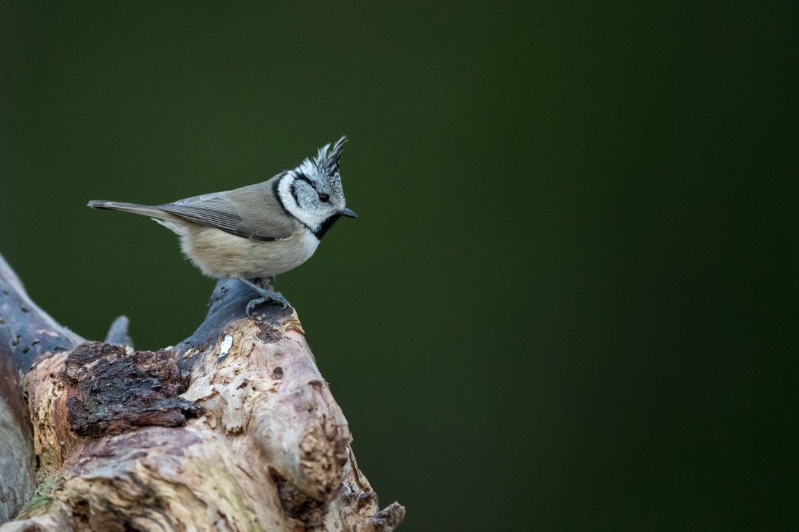 Tofsmes, European Crested Tit, Parus cristatus