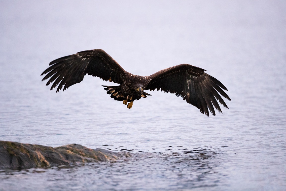 Ungörn på inflygning