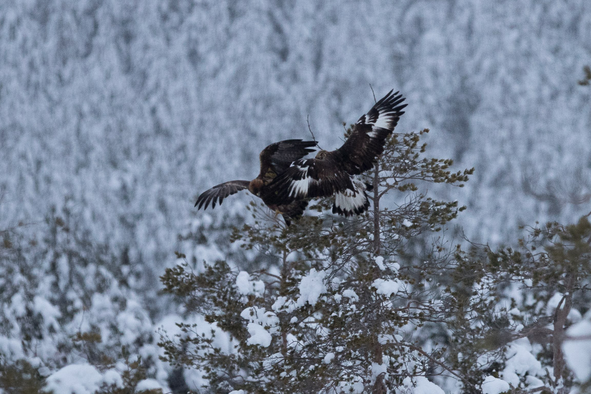 Flytta på dig, här kommer jag