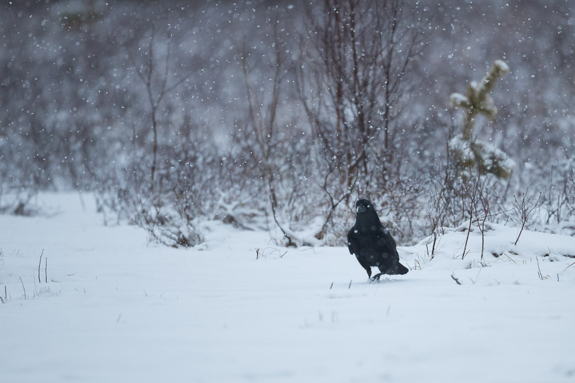 Korp i snöfall