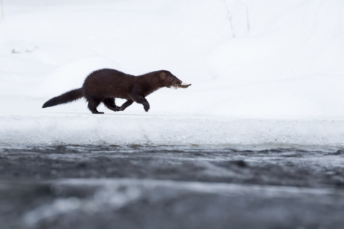 Mink, American mink, Mustela vison