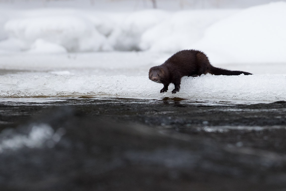 Mink, American mink, Mustela vison