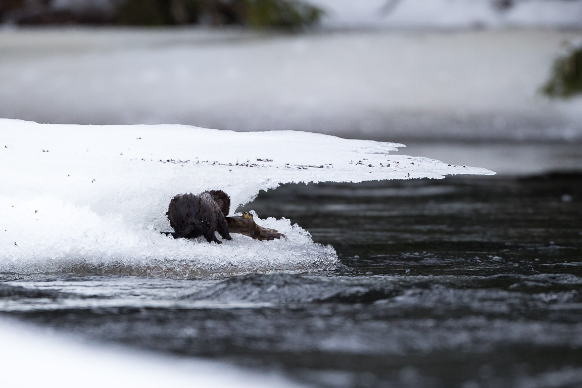 Mink med lake