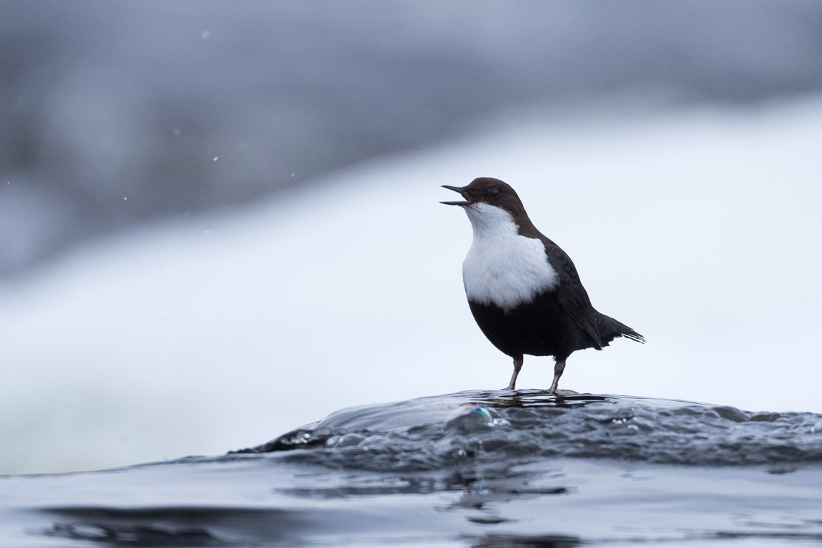 Strömstare, White-throated dipper, Cinclus cinclus