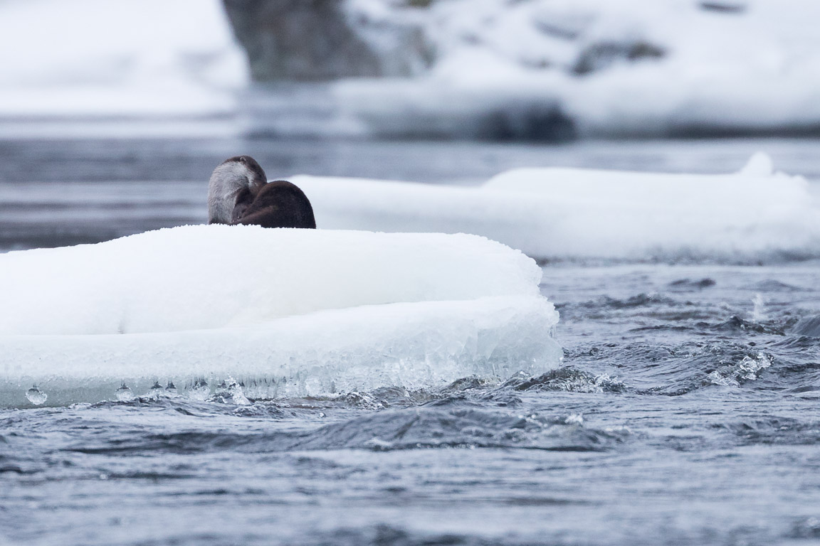 Utter, European otter, Lutra lutra