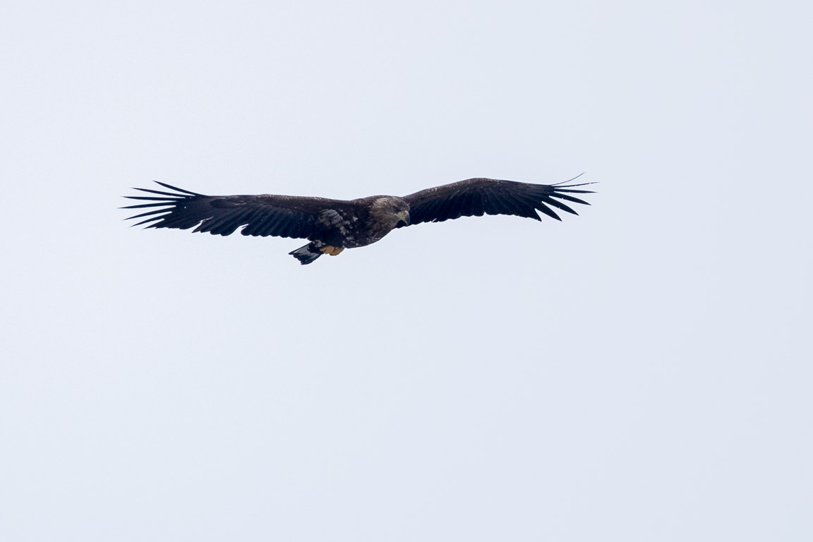 Havsörn, White-tailed Eagle, Haliaeetus albicilla