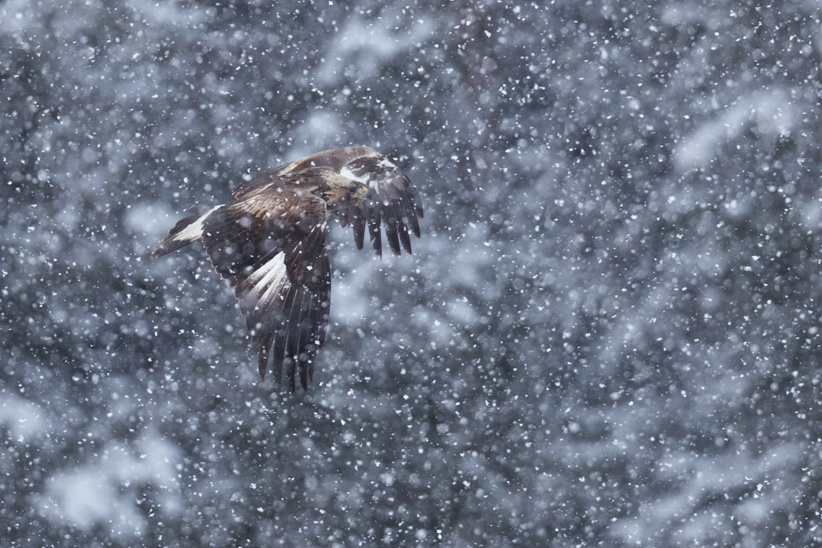 Kungsörn flyger i snöyran