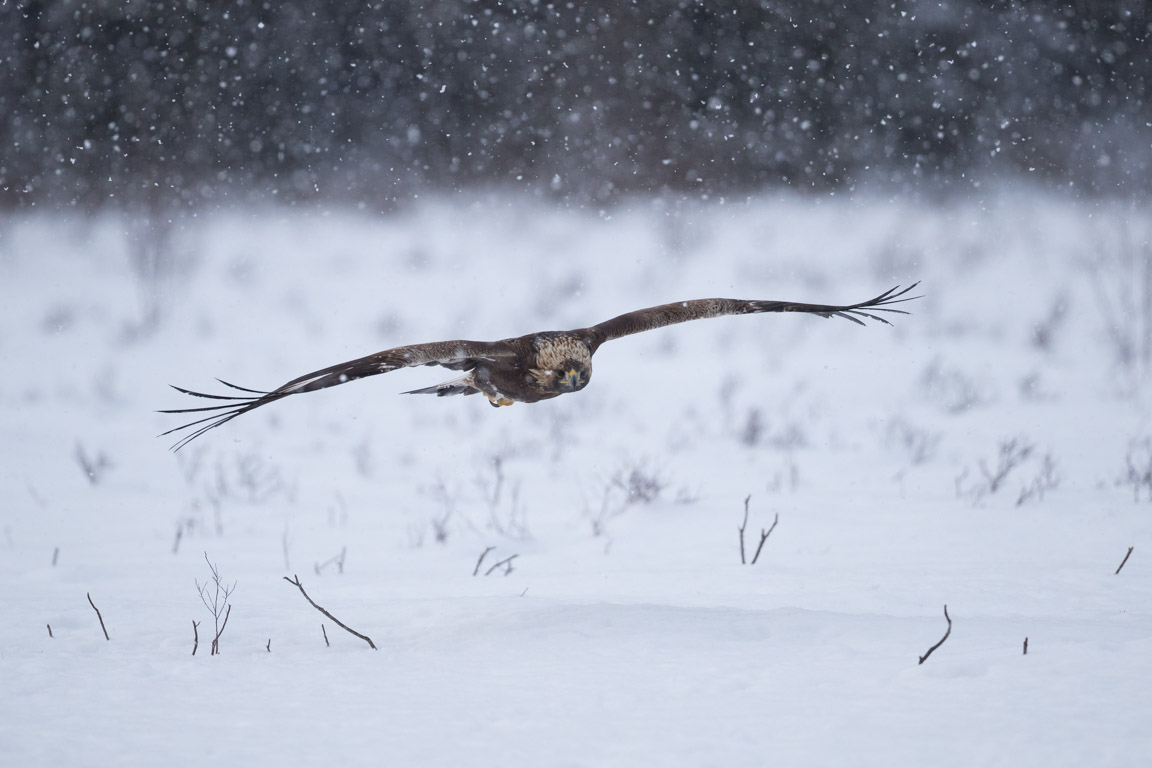 Kungsörn, Golden Eagle, Aquila chrysaetos