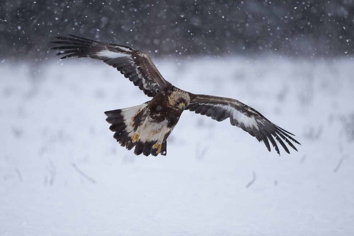 Kungsörn, Golden Eagle, Aquila chrysaetos