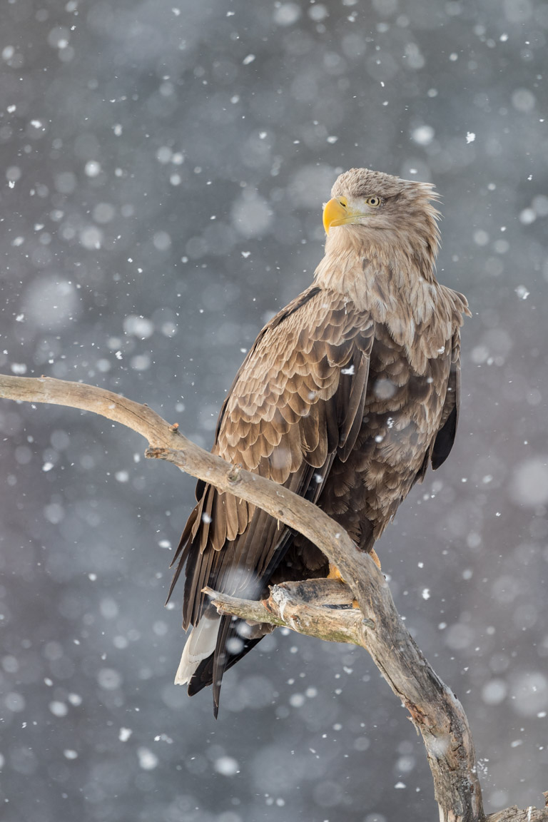 Havsörn, White-tailed Eagle, Haliaeetus albicilla