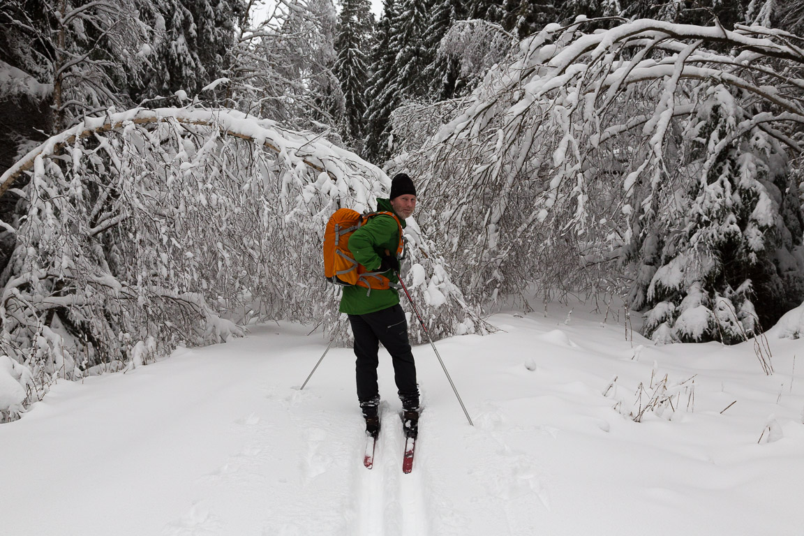 Snötyngda träd och grenar