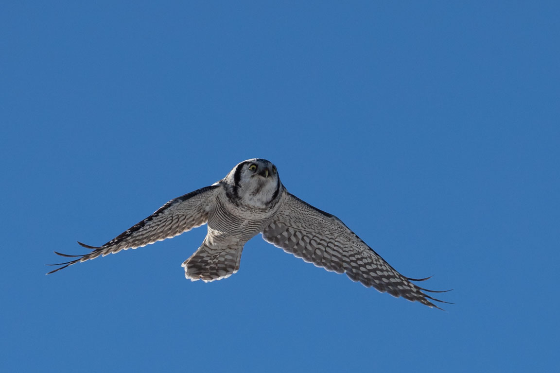 Hökuggla, Northern Hawk Owl, Surnia ulula