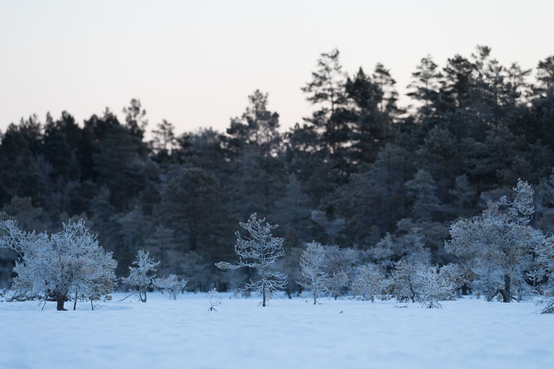 Gnistrande kallt