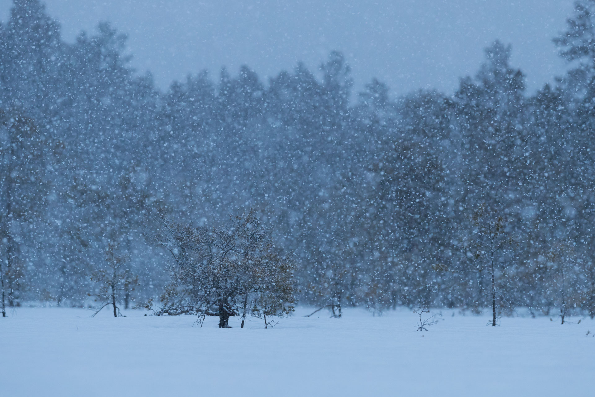 Toksnöar