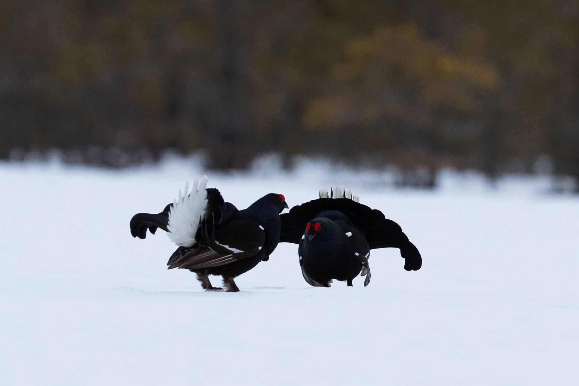 Orre, Black Grouse, Lyrurus tetrix