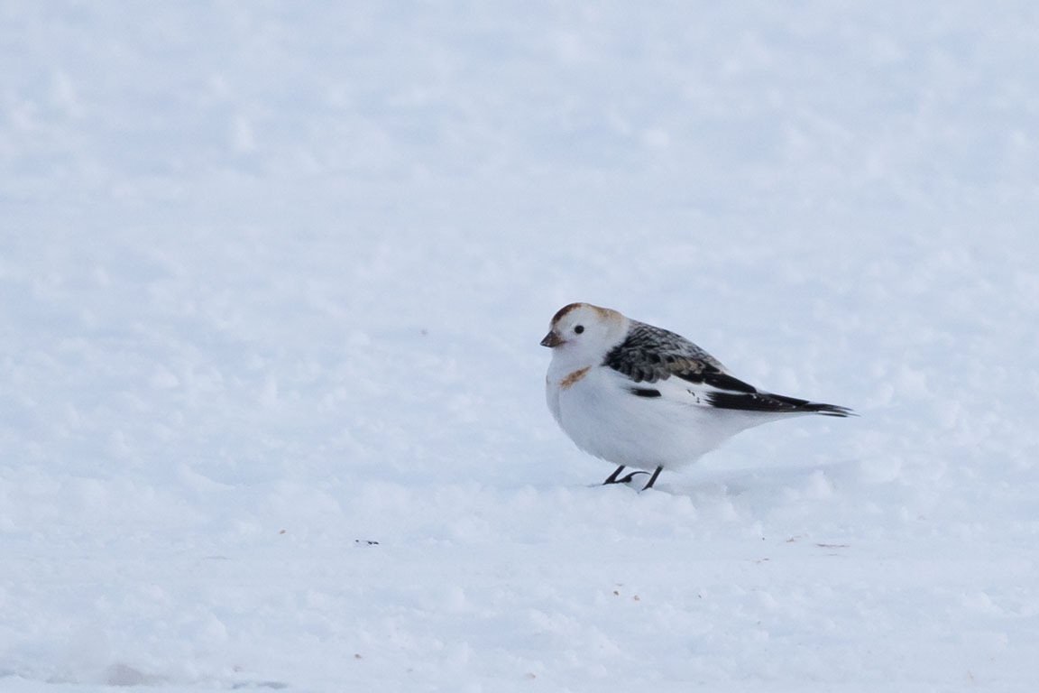 Snösparv, Snow Bunting, Plectrophenax nivalis