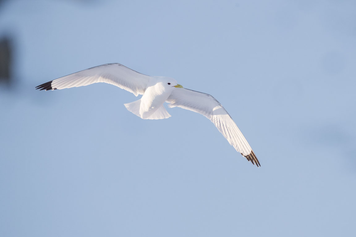 Tretåig mås, Black-legged kittiwake, Rissa tridactyla