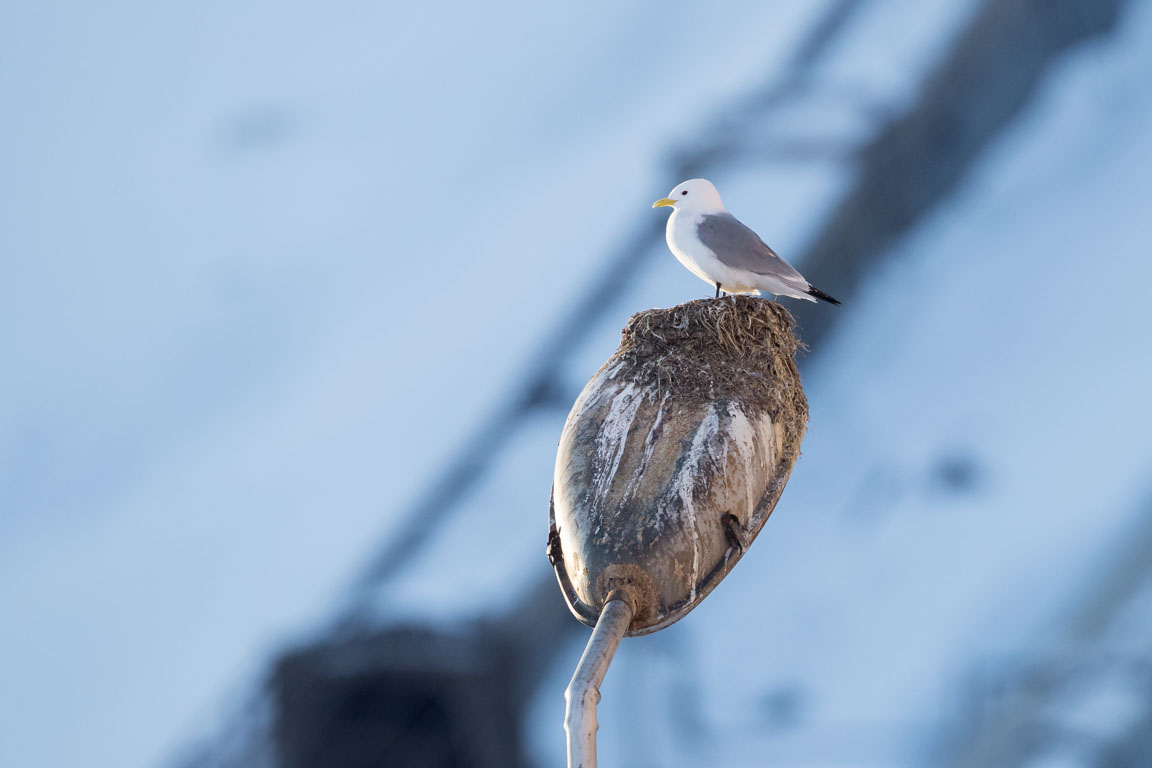 Solitär