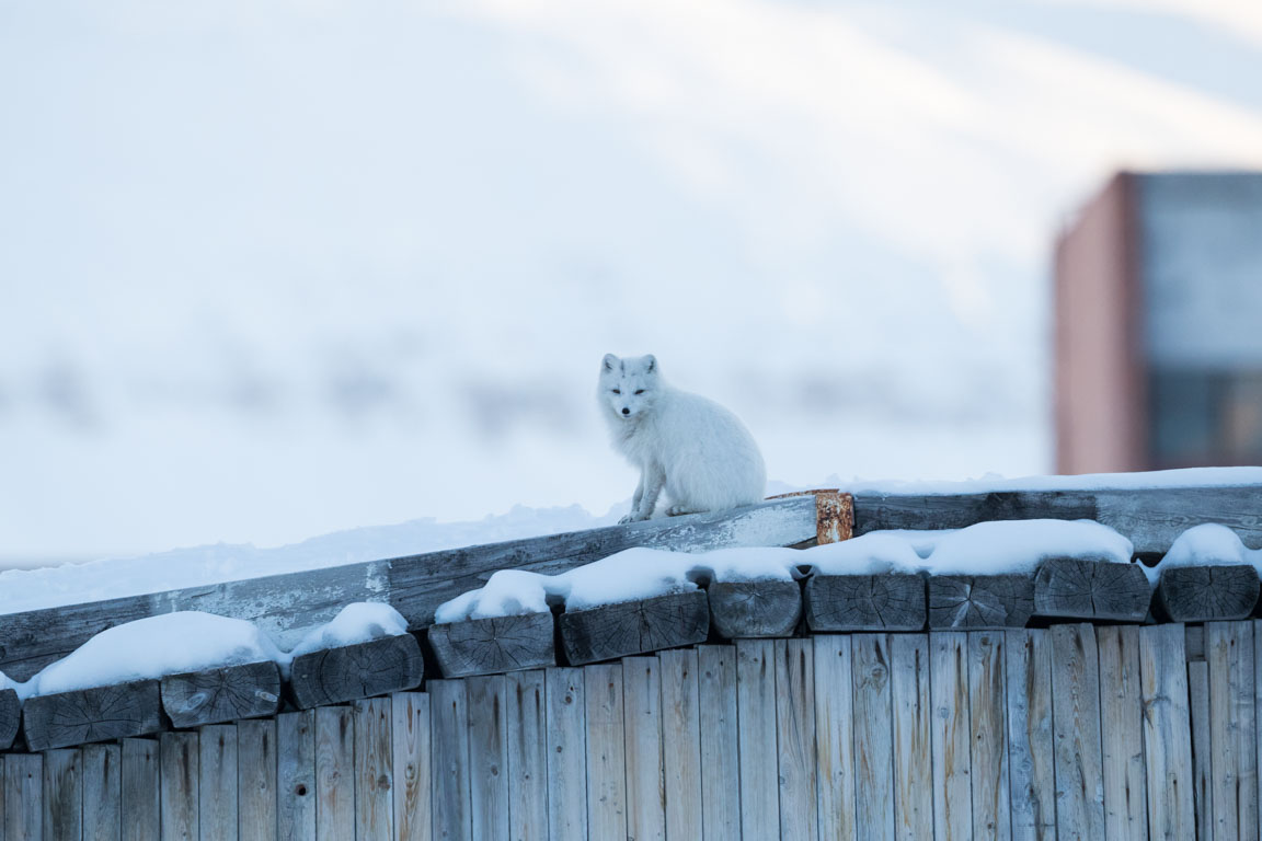 Urban fjällräv