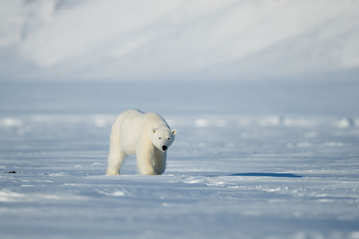 Isbjörn, Polar bear, Ursus maritimus