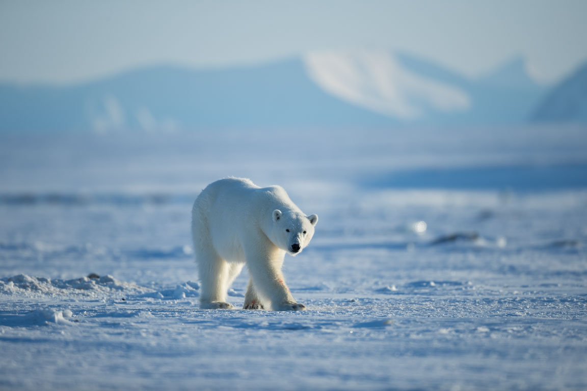 Isbjörn, Polar bear, Ursus maritimus