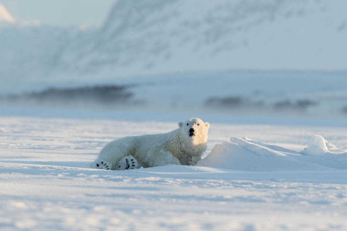 Isbjörn, Polar bear, Ursus maritimus