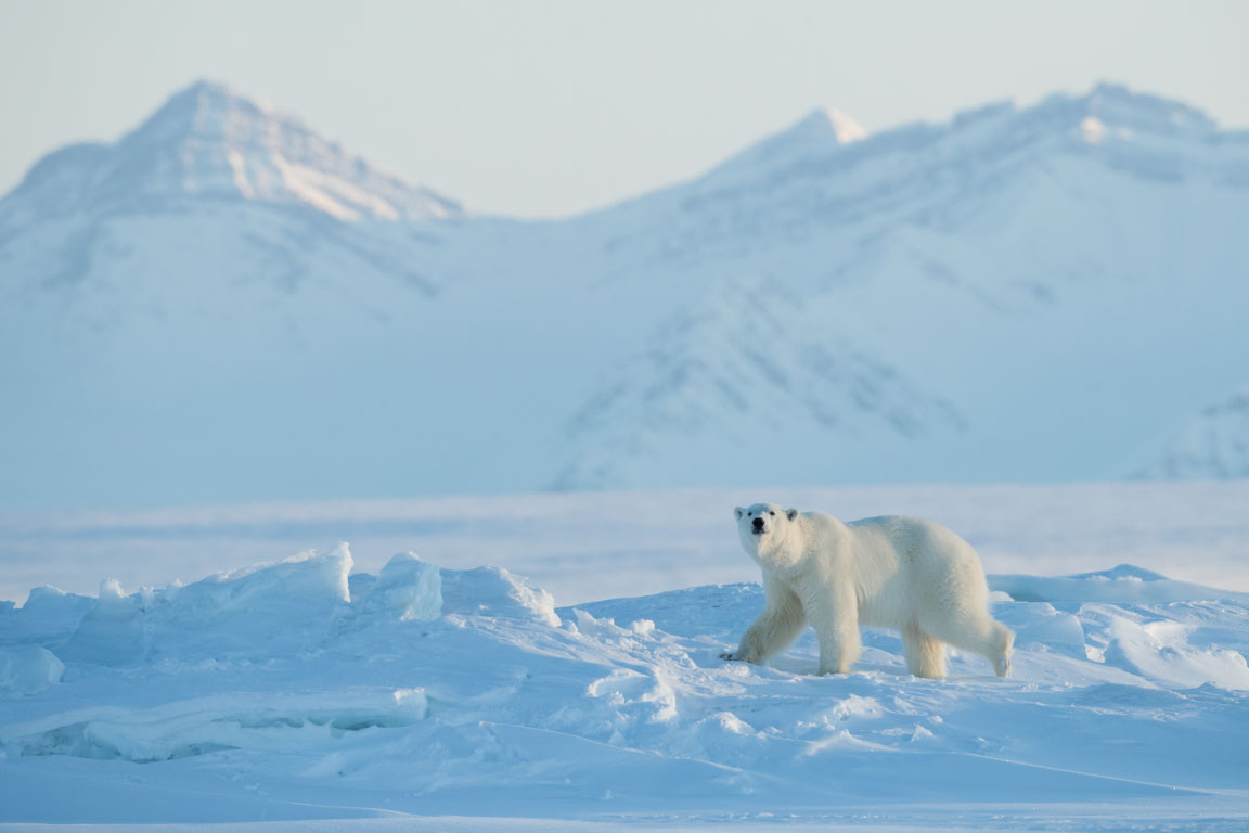 Isbjörn, Polar bear, Ursus maritimus