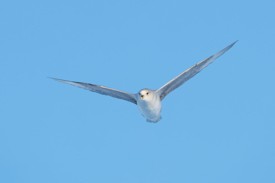 Stormfågel, Northern fulmar, Fulmarus glacialis