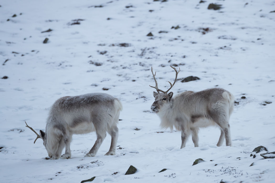 Svalbardsren, Svalbard reindeer, Rangifer tarandus platyrhynchus