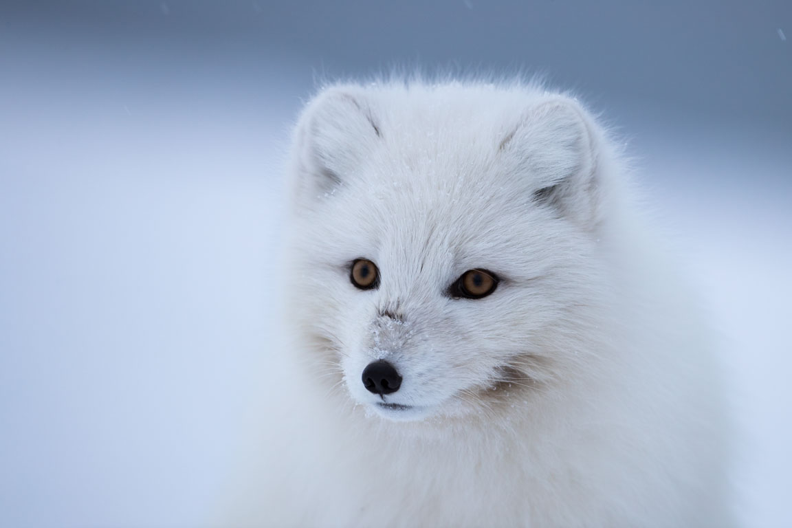 Fjällräv, Artic fox, Vulpes lagopus