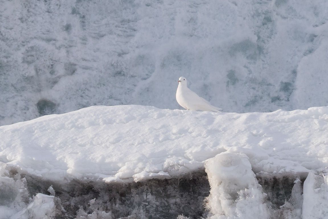 Ismås, Ivory gull, Pagophila eburnea