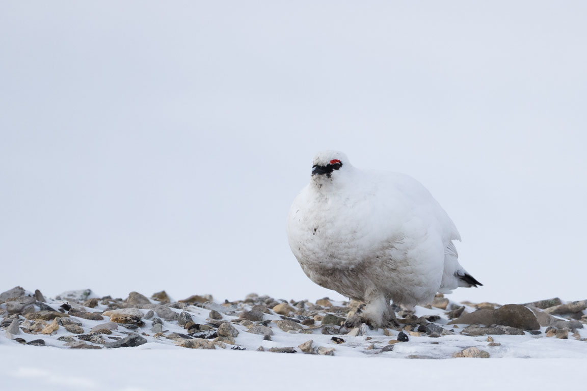 Fjällripa, Rock ptarmigan, Lagopus muta