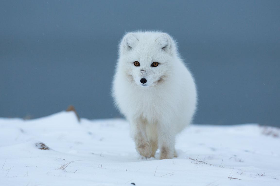 Fjällräv, Artic fox, Vulpes lagopus