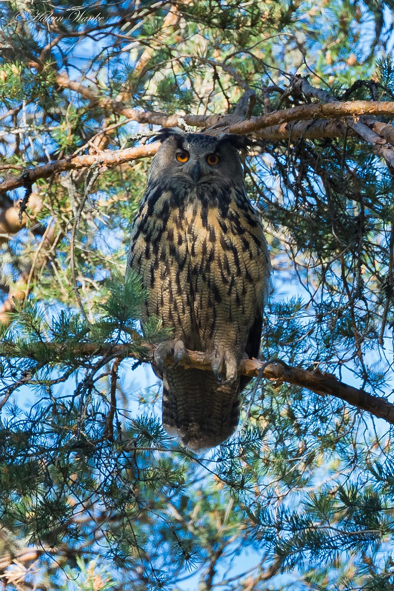 Berguv, Eurasian Eagle-Owl, Bubo bubo