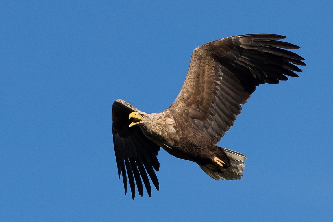 Havsörn, White-tailed Eagle, Haliaeetus albicilla