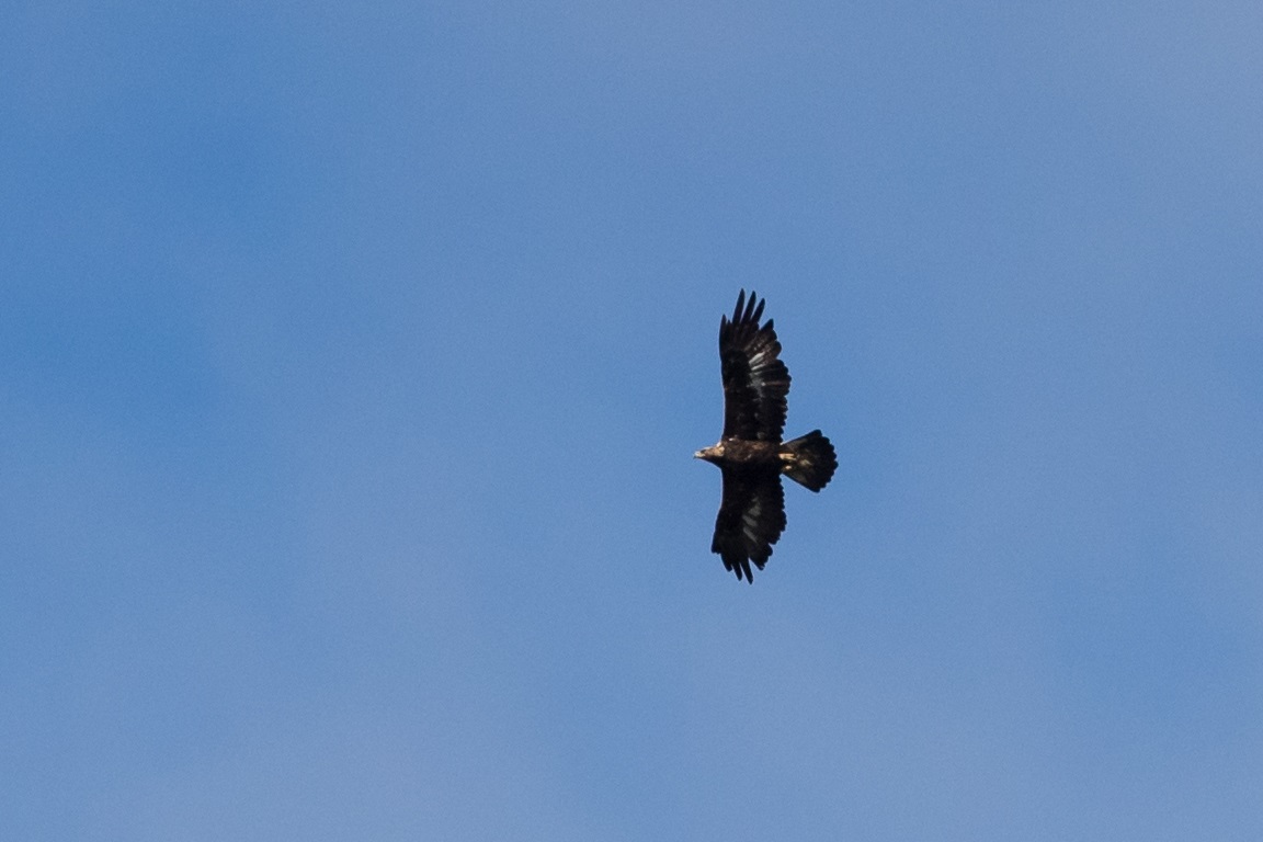 Kungsörn, Golden Eagle, Aquila chrysaetos