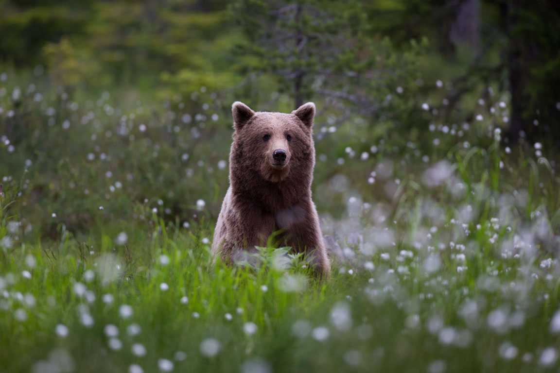 Brunbjörn, Brown bear, Ursus arctos