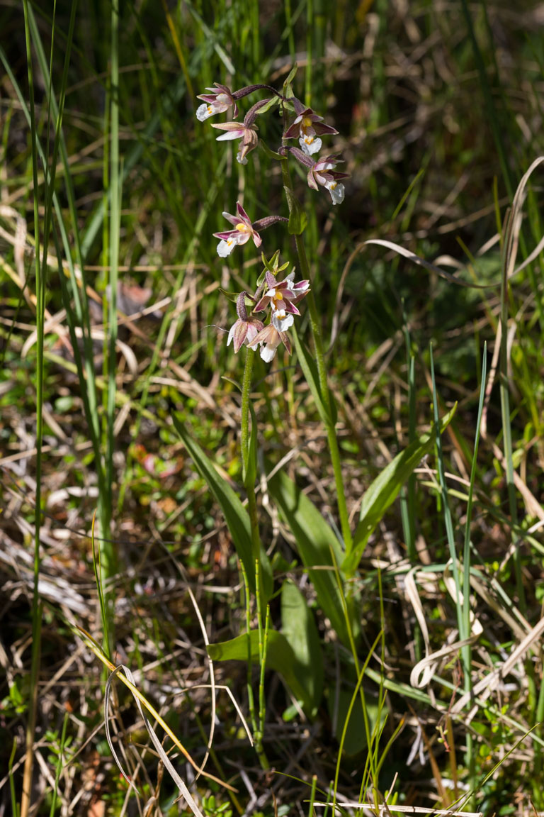 Kärrknipprot, Marsh Helleborine, Epipactis palustris